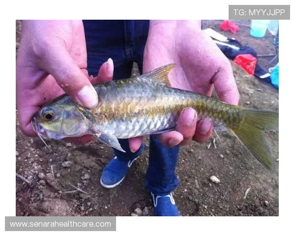 博鱼app官方入口电脑版安全稳定登录流程详细介绍与常见问题解决方案